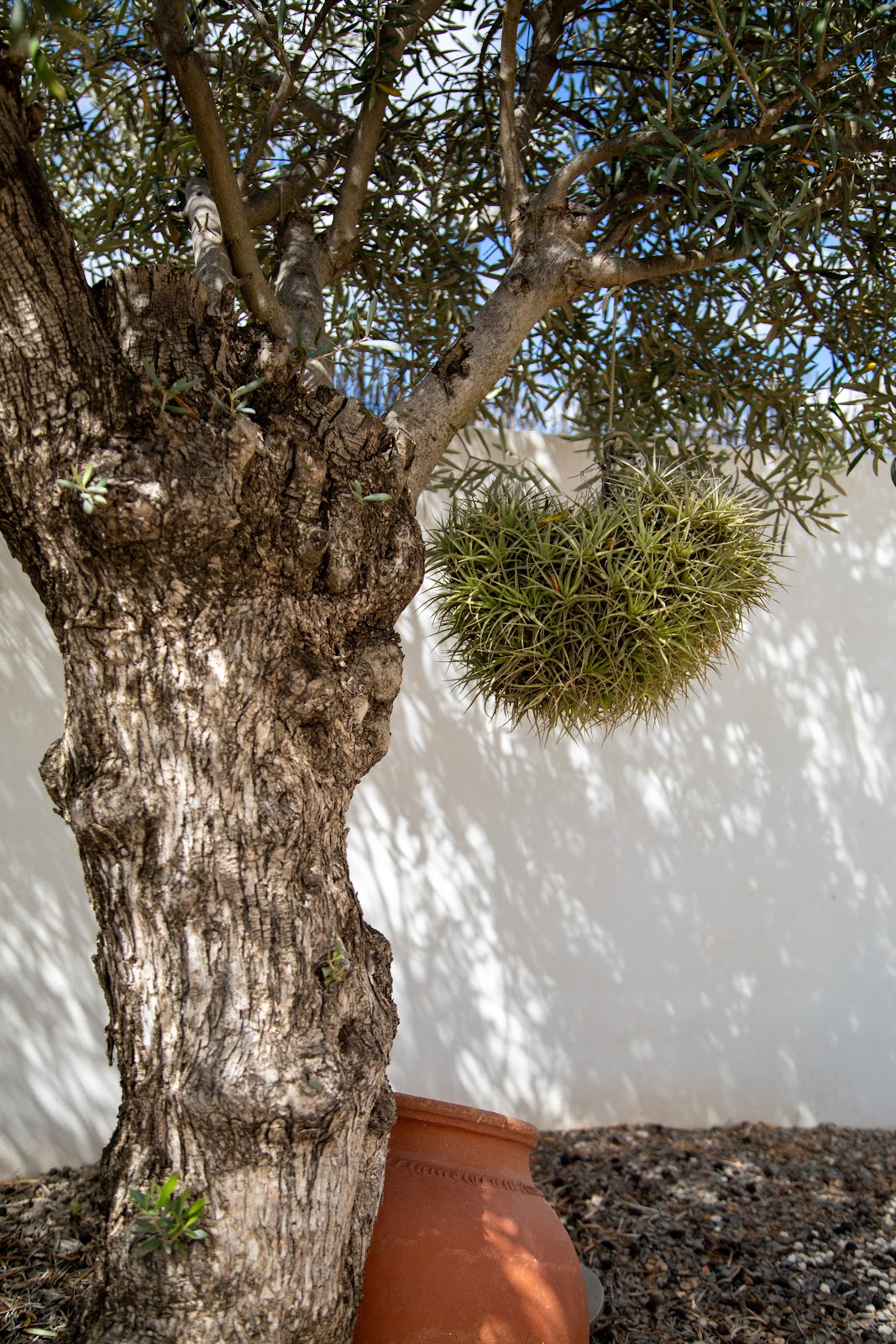 The ancient olive tree - Namensgeber Olivera Canto